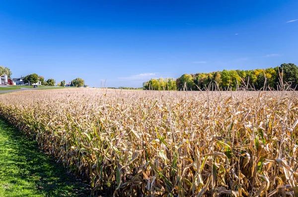 Maisfeld und blauer Himmel — Stockfoto