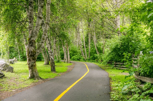 Camino en bicicleta a través de un bosque — Foto de Stock
