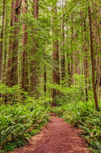 Chemin à travers une forêt de séquoias — Photo