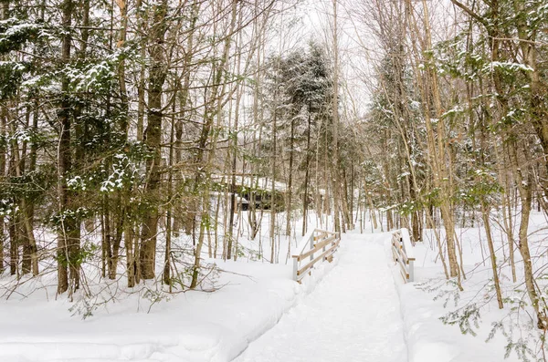 Camino a través de un bosque de invierno — Foto de Stock