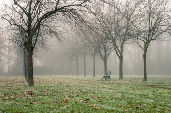 Nebliger Morgen in einem Park Stockbild