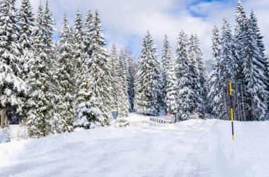 Kış dağ yolunda bir çam ormanı
