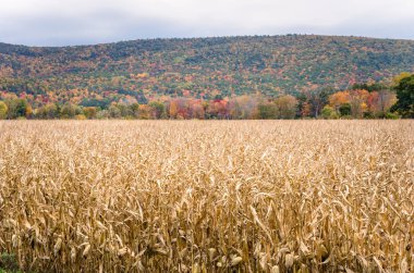 Bir Autumnl dağ manzarası alanında Mısır 