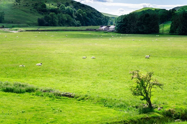 Grüne Wiese mit grasenden Schafen und wolkenlosem Himmel — Stockfoto