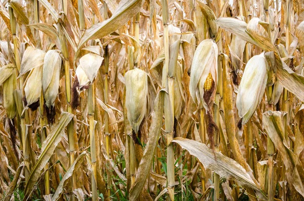 Maispflanzen auf einem Feld — Stockfoto
