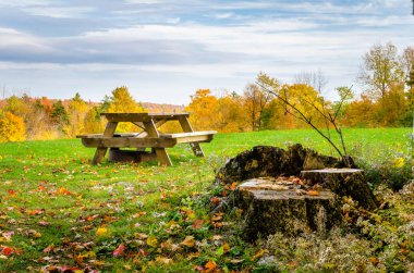 Wooden Picnic table in Field Covered with Autumn Leaves clipart