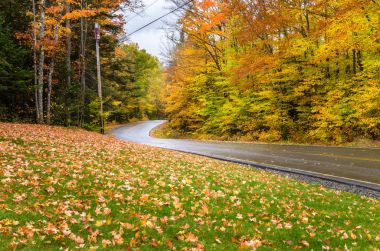 Sarma ıslak orman yolunun yağmurlu bir sonbahar gününde