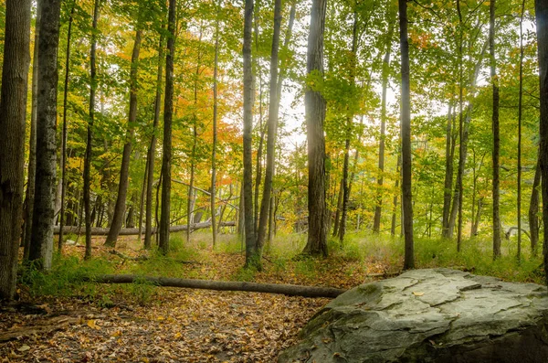 Forêt en automne — Photo