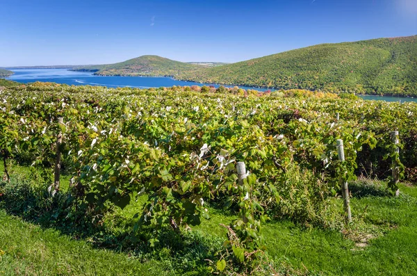 Виноградник на березі озера з лісисті пагорби у фоновому режимі — стокове фото