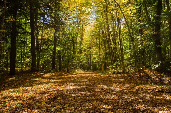 Bir orman yoluyla ıssız yapılmamış yol — Stok fotoğraf