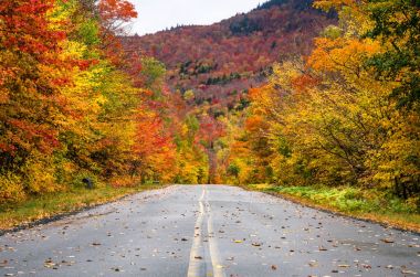 Maple Orman ağaçları sonbaharda yolda