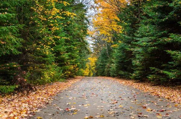 Sonbahar kalın ormanda aracılığıyla yapılmamış yol — Stok fotoğraf