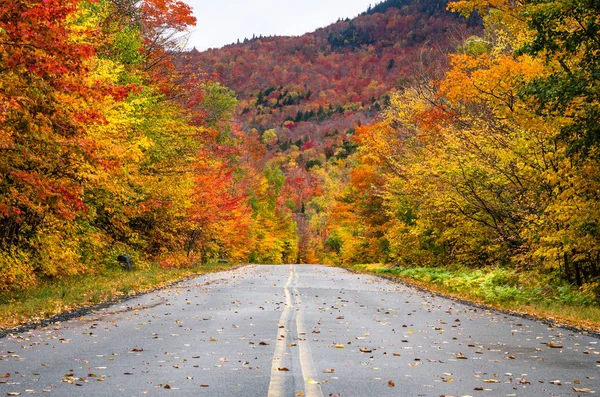 秋の森のカエデの木を通る道路 — ストック写真