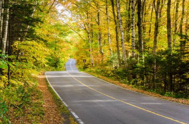 Empty Mountain Road Under a Tree Canopy in Autumn clipart