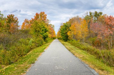 Straight Tree Lined Path on a Cloudy Autumn clipart