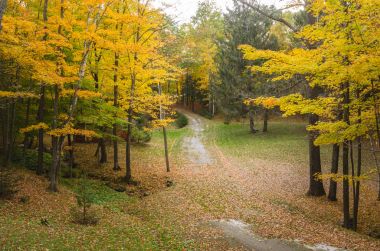 Back Road through a Forest in Autumn clipart