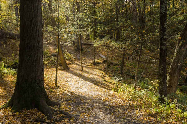 Empty Forest Path in Autumn
