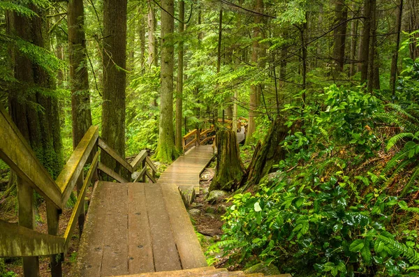 Pasarela vacía a través de un bosque grueso — Foto de Stock