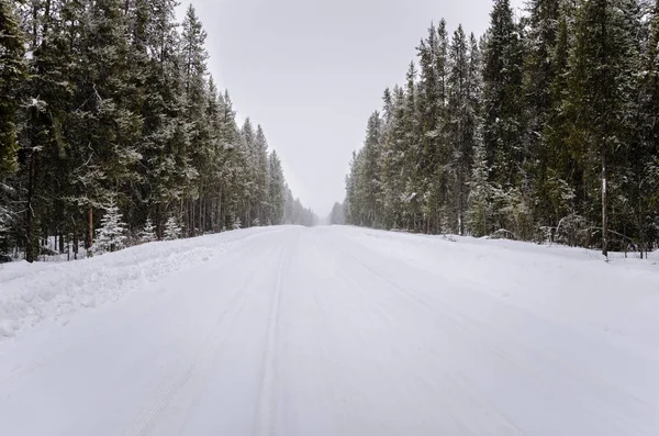 Snow Covered Road Through a Forest — Stock Photo, Image