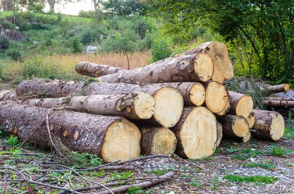 Stack of Freshly Cut Logs — Stock Photo, Image