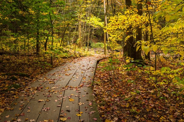 Sonbaharda ormanın içinden boş geçit — Stok fotoğraf