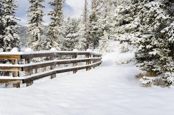 Pokryte śniegiem pusty chodnik lasu — Zdjęcie stockowe