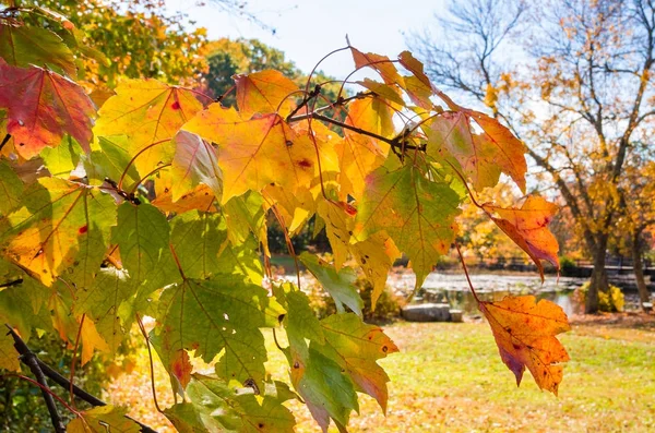 Zbliżenie Klonowej Gałęzi Drzewa Pełne Liści Słoneczny Dzień Jesieni — Zdjęcie stockowe