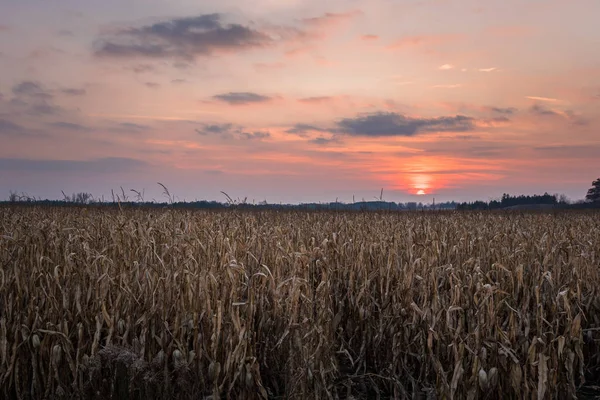 Wunderschöner Wintersonnenuntergang Über Einem Maisfeld Ontario Kanada — Stockfoto