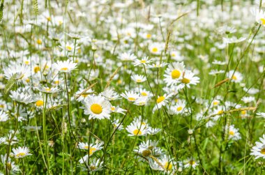 Papatya çiçek bahar alan. Sooke, İngiltere.
