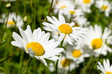 Papatya çiçekler bir bahar gününde. Sooke, İngiltere.