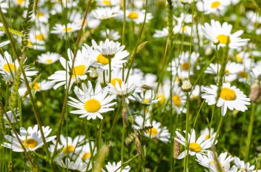 Papatya çiçek bir alanda yakın çekim. Sooke, İngiltere.