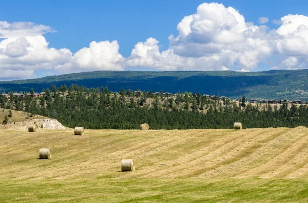 Feld Mit Heuballen Einer Berglandschaft Einem Klaren Frühlingstag Okanagan Tal — Stockfoto