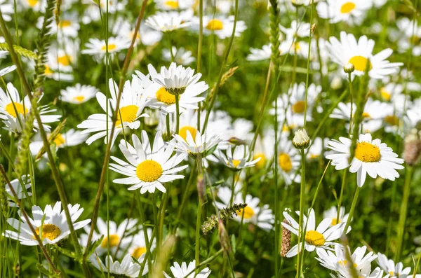 Papatya çiçek bir alanda yakın çekim. Sooke, İngiltere.