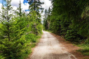 Yalnız fiyatı bir bahar gününde bir orman yolu üzerinde. Yalnızlık kavramını. Myra Kanyon, Kelowna, Bc, Kanada.