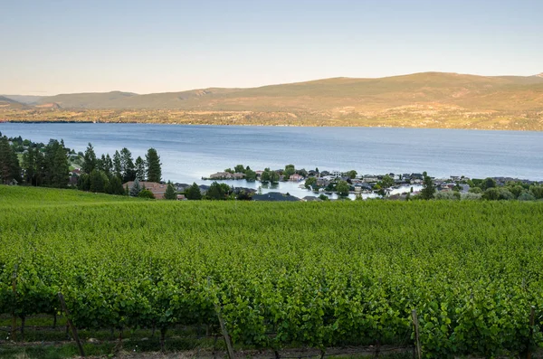 Vigneto Sulle Rive Del Lago Okanagan Tramonto Kelowna Canada — Foto Stock