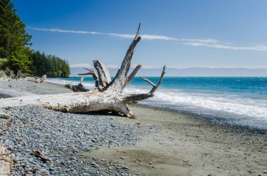 Driftwood çakıl plajı ve mavi gökyüzü bir yaz gününde. Vancouver Adası, Bc, Kanada.