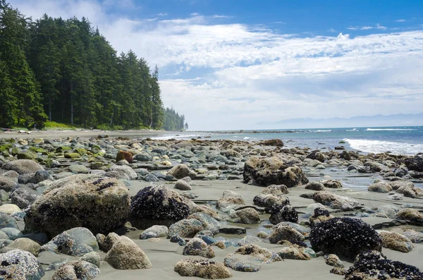 Deserted Rocky Beach Misty Summer Morning Sooke Canadá — Fotografia de Stock