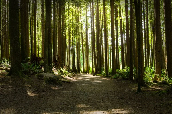 Kalın Orman Şubeleri Filtreleme Güneş Işığı Ile Issız Yol Sooke — Stok fotoğraf