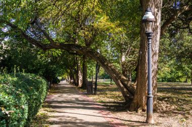 Patika ağaçları ile kaplı ve şık lamba mesaj bir güneşli bir kamu Park'ta erken gün Sonbahar. 