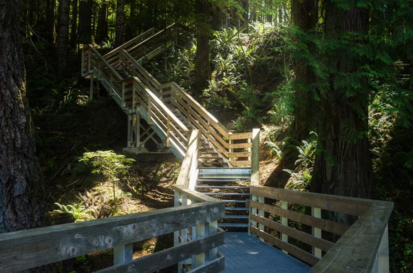 Deserted Staircase Forest Walkway Sunlight Filtering Tall Trees — Stock Photo, Image