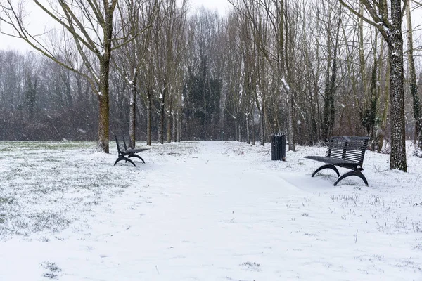 Tree Lined Path with Metal Benches and Rubbish Bin in a Snowy Park on a Winter Day