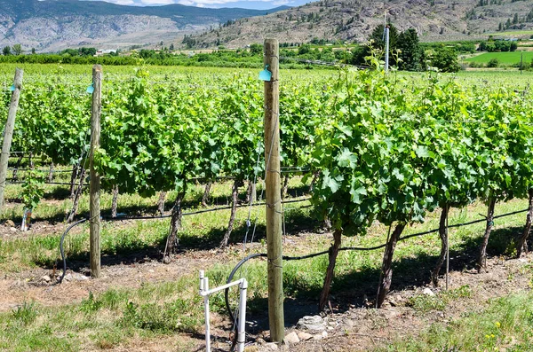 Wijnstokken Rij Een Wijngaard Een Zonnige Zomerdag Okanagan Valley Canada — Stockfoto