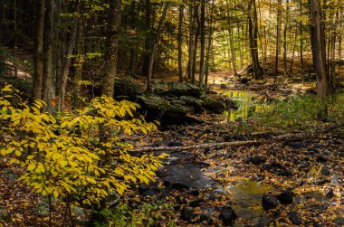Bir ormandaki ağaçların arasından bir sonbahar gününde filtreleme Sunlignt ile dağ dere. Su yansıması. Southford Falls State Park, Ct.