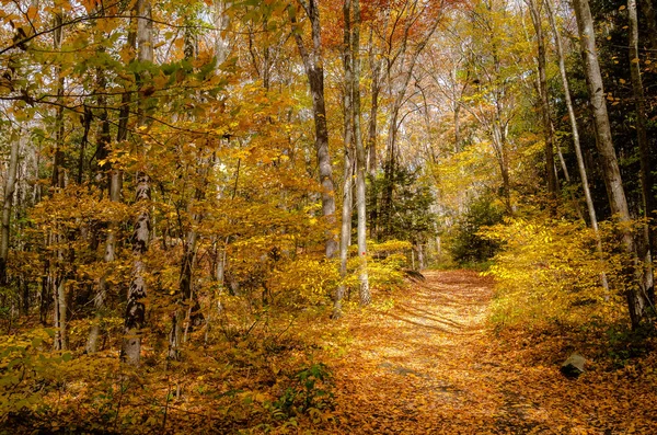 Issız Orman Patika Düşen Yapraklar Sonbaharda Kaplı Southford Falls State — Stok fotoğraf