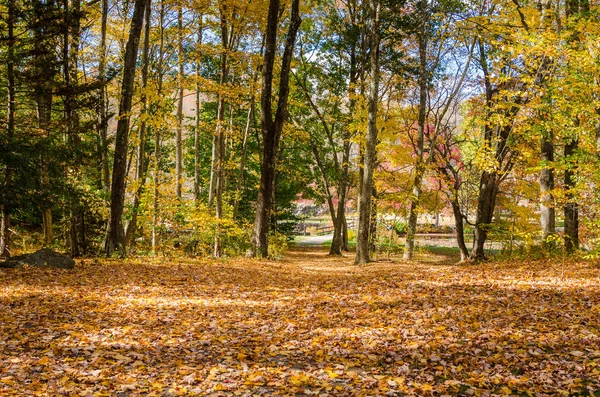 Clearing Covered Fallen Leaves Wood Sunny Autumn Morning Southford Falls — Stock Photo, Image