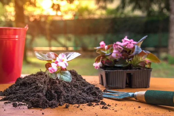 Εργαλεία Κηπουρικής Και Λουλούδια Ένα Ξύλινο Τραπέζι Στην Αυλή Του — Φωτογραφία Αρχείου