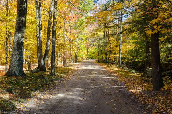 Sonbahar Renkli Bir Ormanda Aracılığıyla Boş Asfaltsız Yol Güzel Sonbahar — Stok fotoğraf