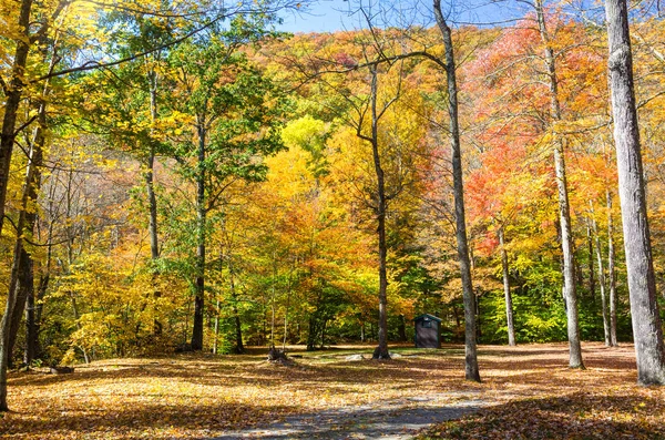 Deserted Picnic Area Deciduous Forest Sunny Autumn Day Gorgeous Autumn — Stock Photo, Image