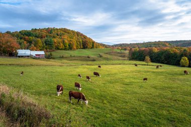 Bulutlu bir sonbahar sabahında arka planda renkli orman tepeleriyle otlayan otlayan sığırlar. Güzel sonbahar yaprakları. Woodstock, Vt, Usa.