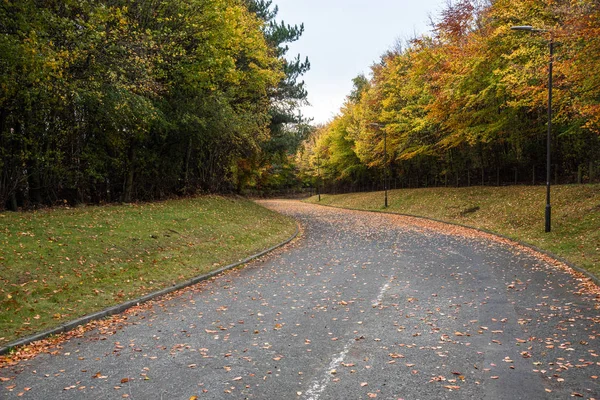 Winding Tree Lined Road Covered Leaves Park Cloudy Autumn Day — 스톡 사진